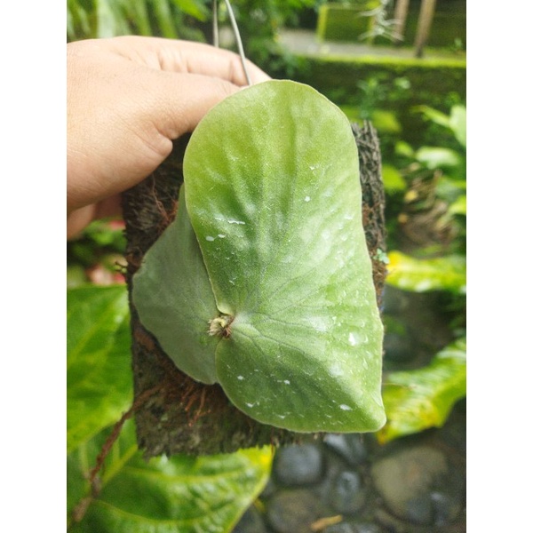 platycerium alcicorne madagaskar x elephantotis