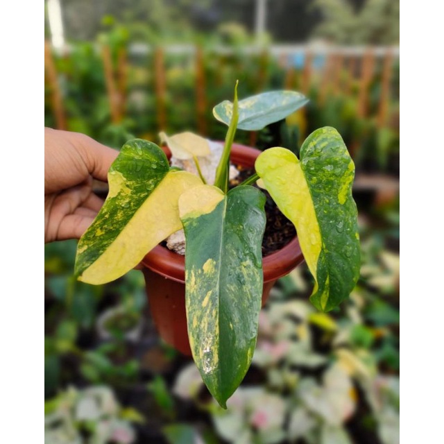 PHILODENDRON VIOLIN VARIEGATA