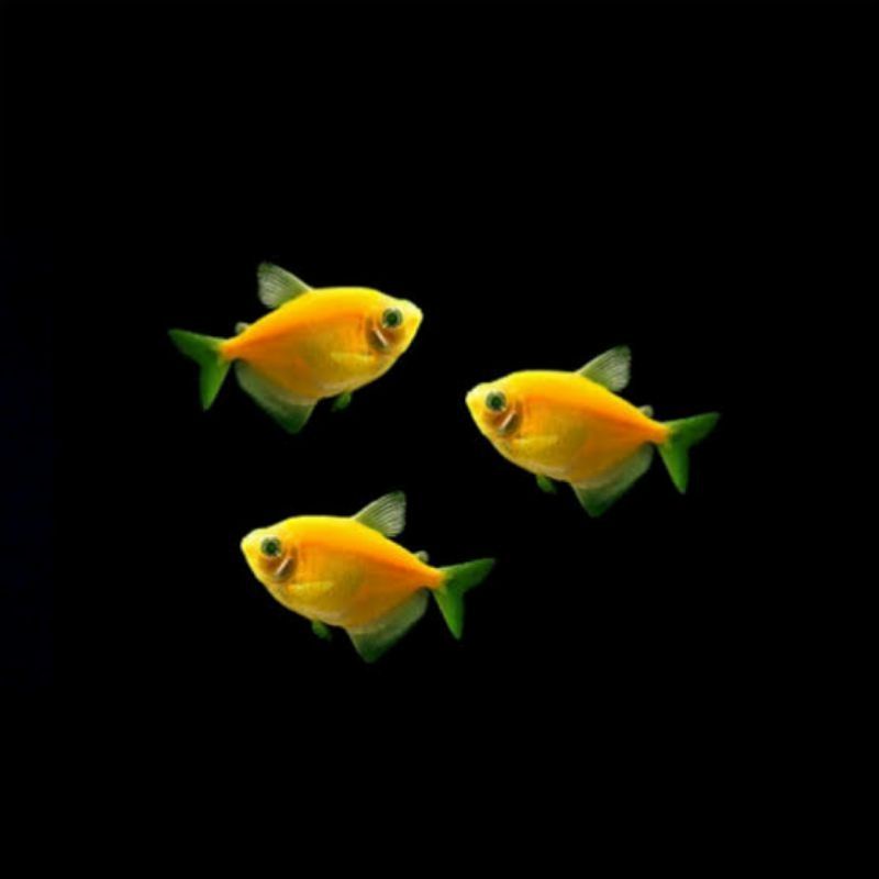 

glowfish kuning murmer