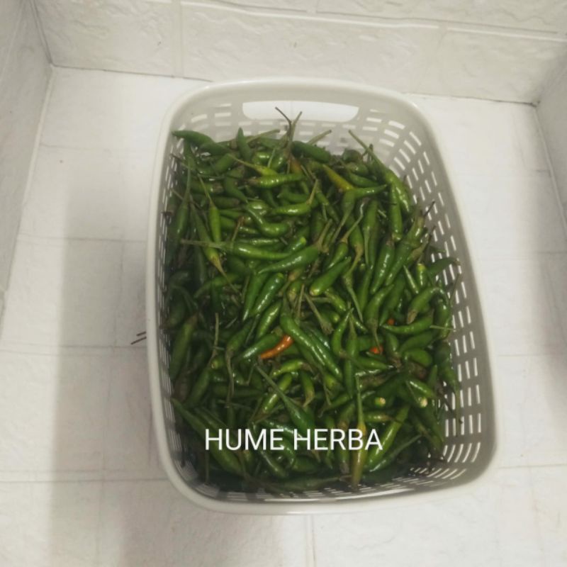 

Cabe Rawit Hijau