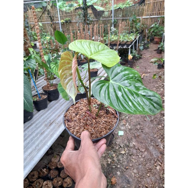 PHILODENDRON MAJESTIC
