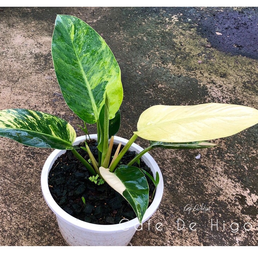 TANAMAN HIAS PHILODENDRON GREN CONGO TRAH VARIGATA /GREEN CONGO VARIGATA TERLARIS