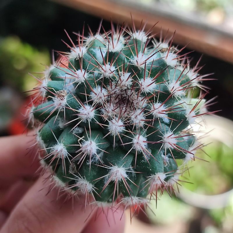 Kaktus Mammillaria Mammillaris ownroot