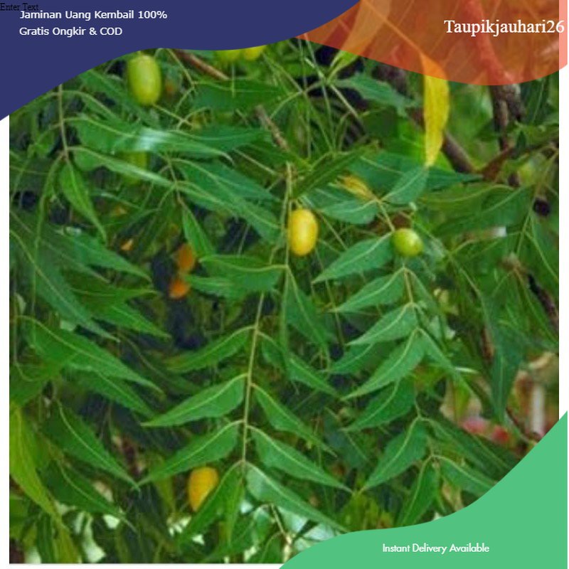 

GRATIS ONGKIR daun mindi/mimba segar 1kg untuk penyakit gatal gatal