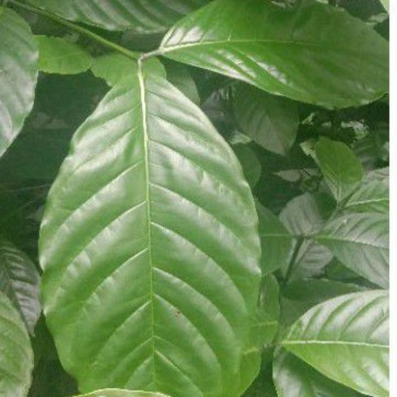 Daun kopi segar 1 kg