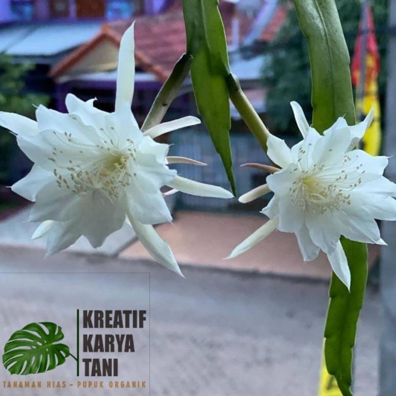 4 Tanaman Bunga Wijaya Kusuma - Paket 4 tanaman hias Wijaya Kusuma "XC.31Oc22ᴰ"