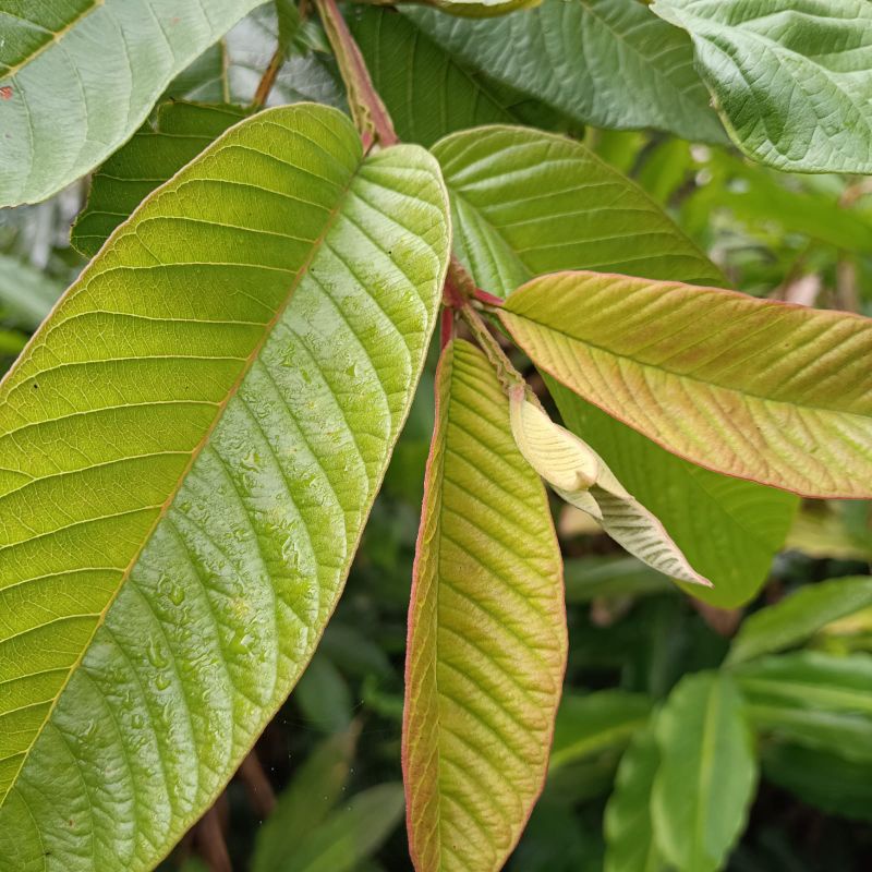 

DAUN JAMBU BANGKOK DAUN JAMBU BATU