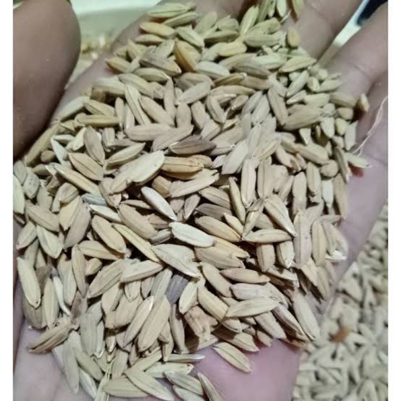 Gabah Beras Merah Pakan ayam 1Kg - Gabah Merah Grade A