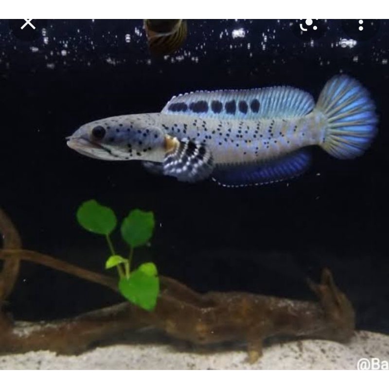 chana blue pulcra orna YL hiasan aquarium
