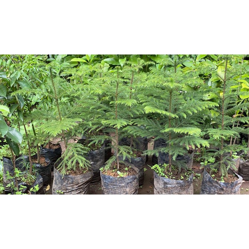 Bibit Pohon Cemara Norflok - Tanaman Cemara Norfolk - Pohon Cemara