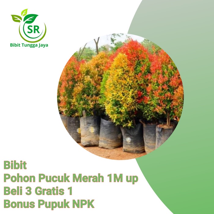 Tanaman benih bibit tanaman pucuk merah 1m up