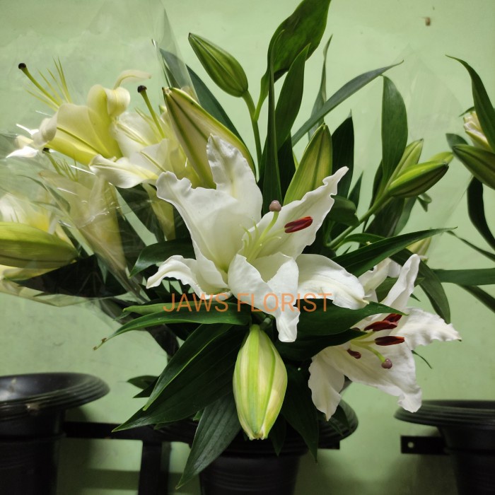Bunga Bunga Lily Casablanca (Pertangkai)