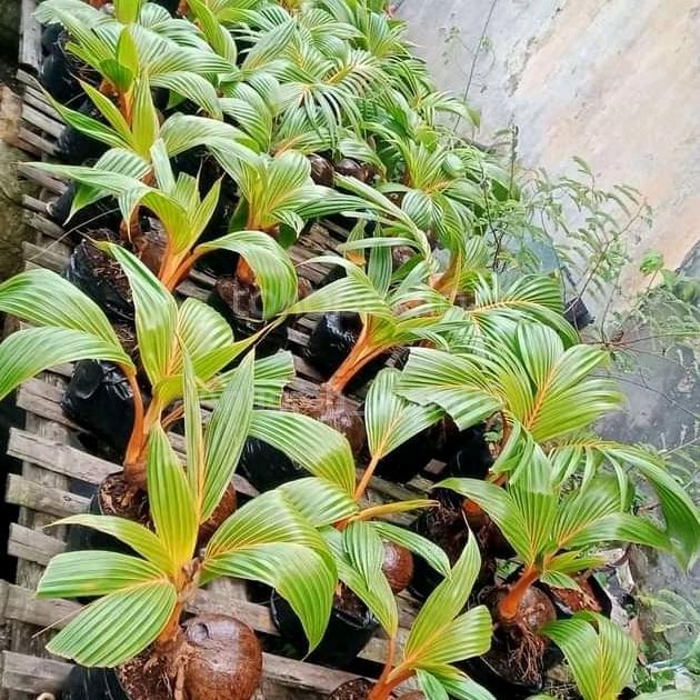 Tanaman Bibit Kelapa | Bibit Kelapa Ijo Wulung Asli | Bisa Untk Bonsai