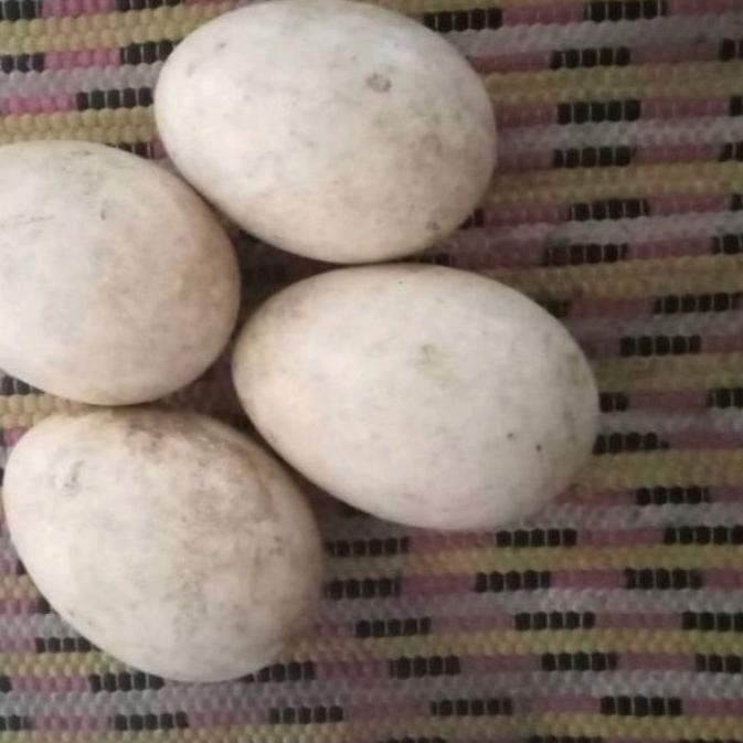 

SALE!!Telur Soang Busuk (Calang)/Telur Angsa 1 Butir|SQ4