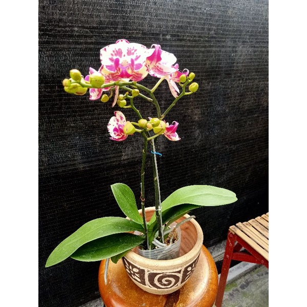 anggrek bulan putih totol pink