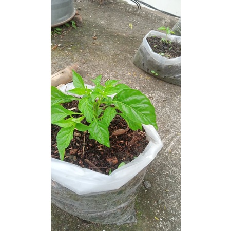 BIBIT CABAI SETAN, pedas rawit cabai pedas