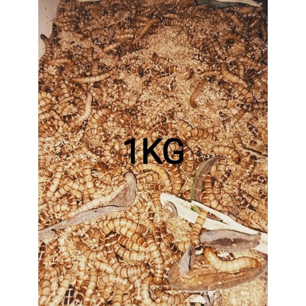 Ulat jerman hidup 1kg