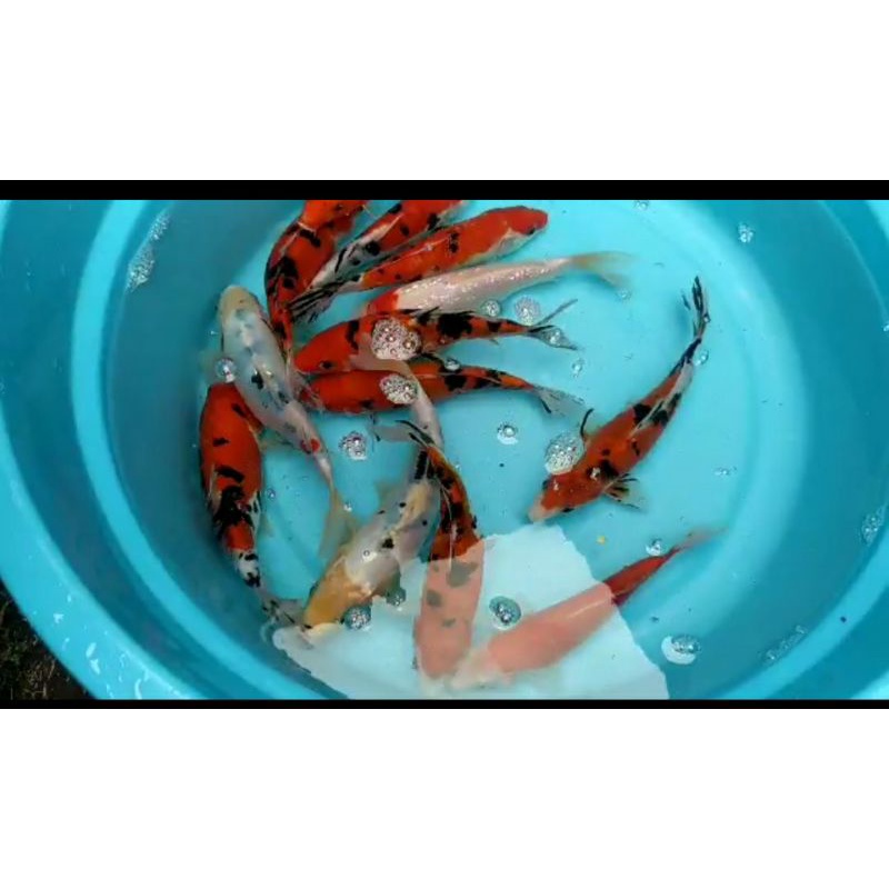 koi sanke doitsu 17-22 cm