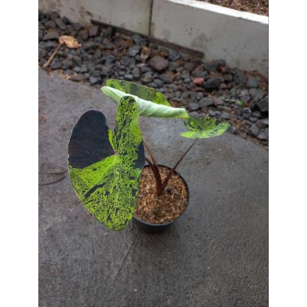 colocasia mojito