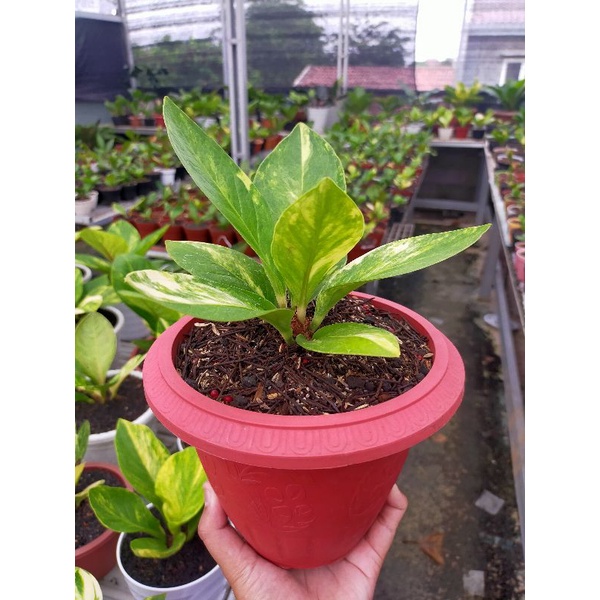 anthurium Jemani Varigata