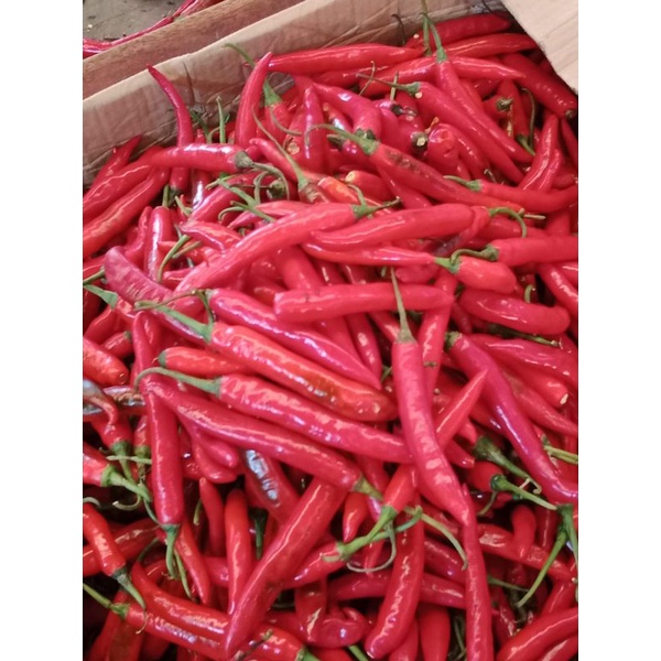 CABAI MERAH BESAR TW 1KG