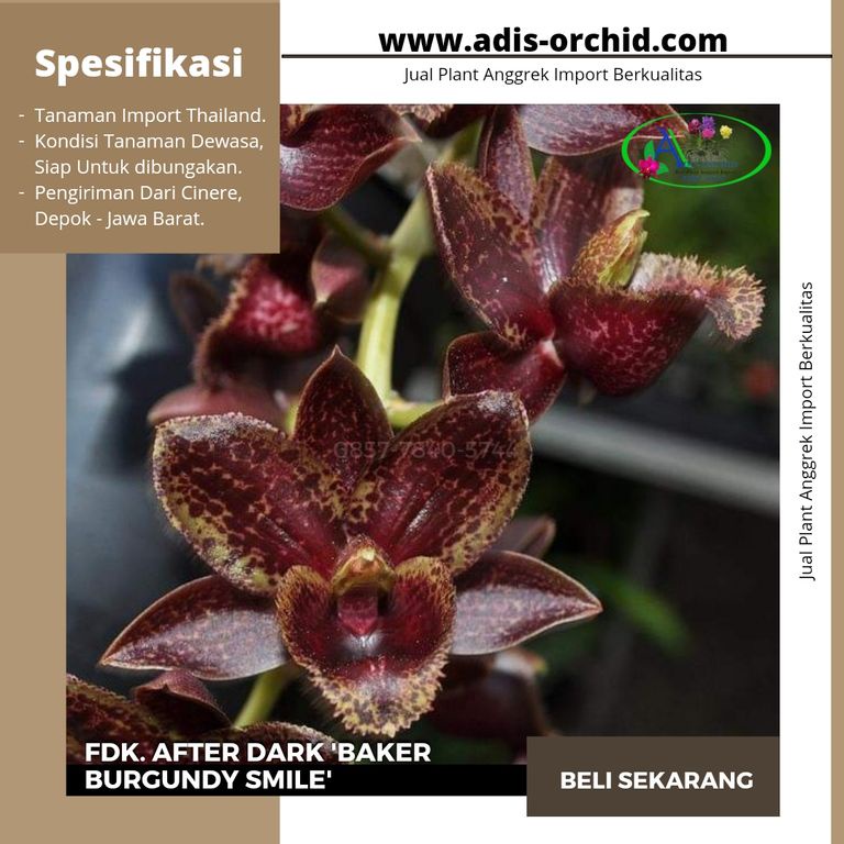 Anggrek Catasetum Fdk. After Dark 'baker Burgundy Smile'