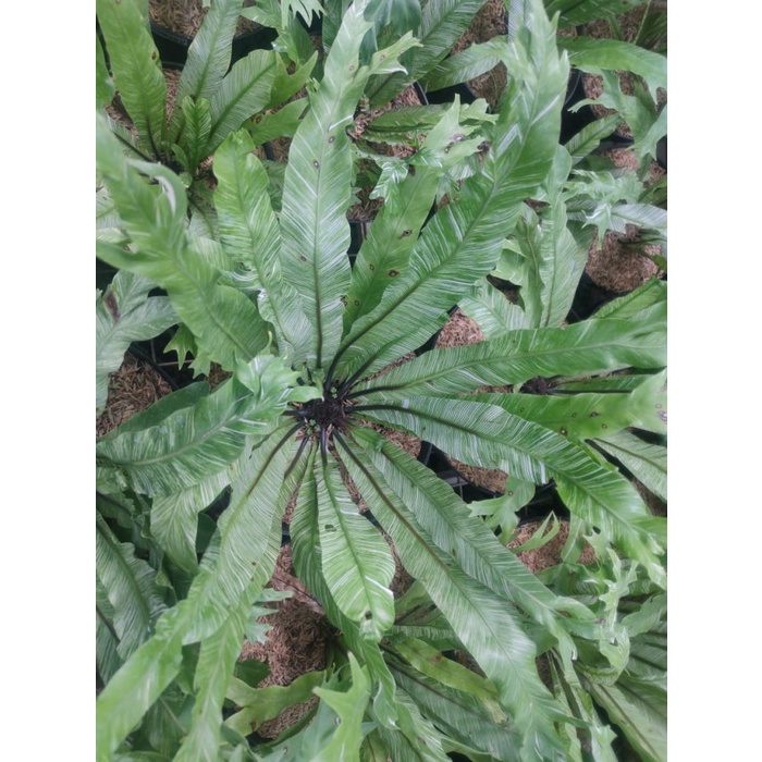 Tanaman Hias Kadaka Variegata / Asplenium Nidus Varigata