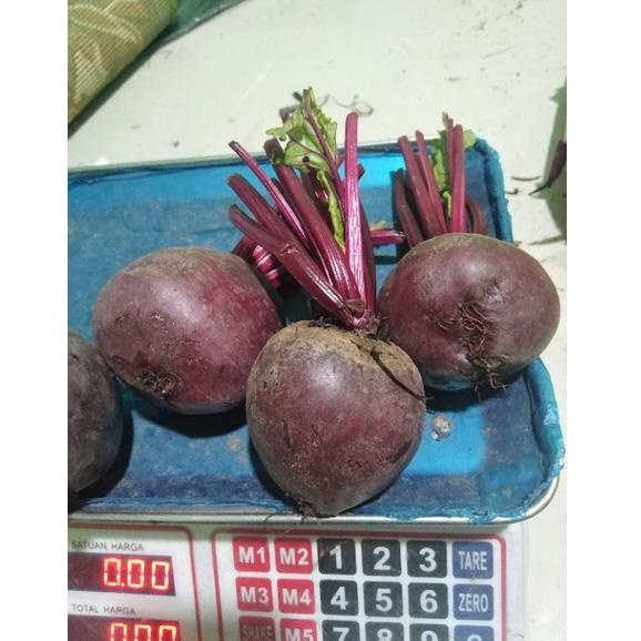 

ㄳ LANGSUNG KIRIM!! BUAH BIT BEET ROOT SEGAR 1 KG HOT ITEM 3797 ◉