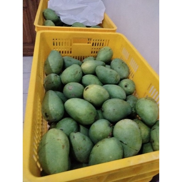 

Mangga Harum Manis, Grade A, Mangga Pasuruhan, satu kilo isi 2-3 buah