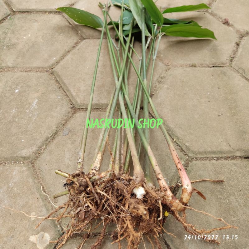 

[Fresh] BIBIT BANGBAN PAKET 10 BATANG BIBIT BEMBAN BIBIT BAMBAN TANAMAN HERBAL CUCI DARAH BISUL