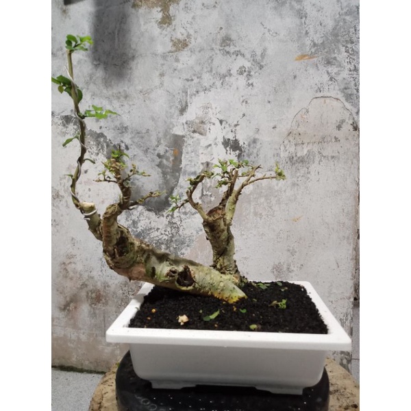 BAHAN TANAMAN / POHON BONSAI SERUT GAYA RAFT SIZW MAME