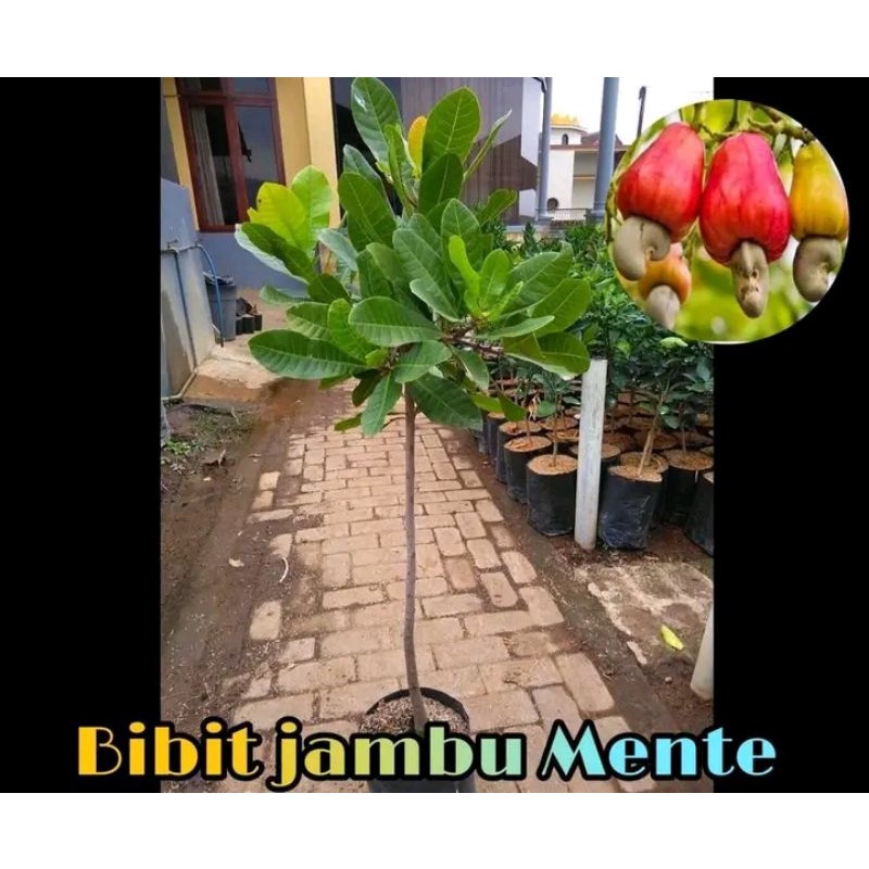 Jual Bibit Buah Jambu Mente Pohon Jambu Monyet Murah Bayar Di Tempat