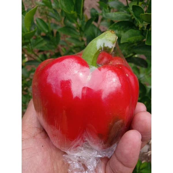 

Paprika Merah