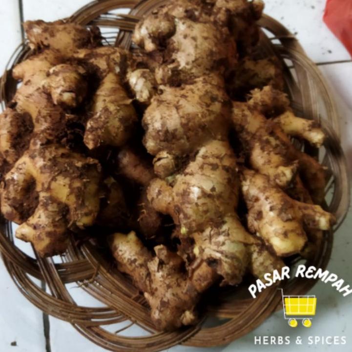 

TRXk9K4w--Jahe Gajah 1Kg Super Jahe Sayur Jahe Segar Jahe Putih 1kg