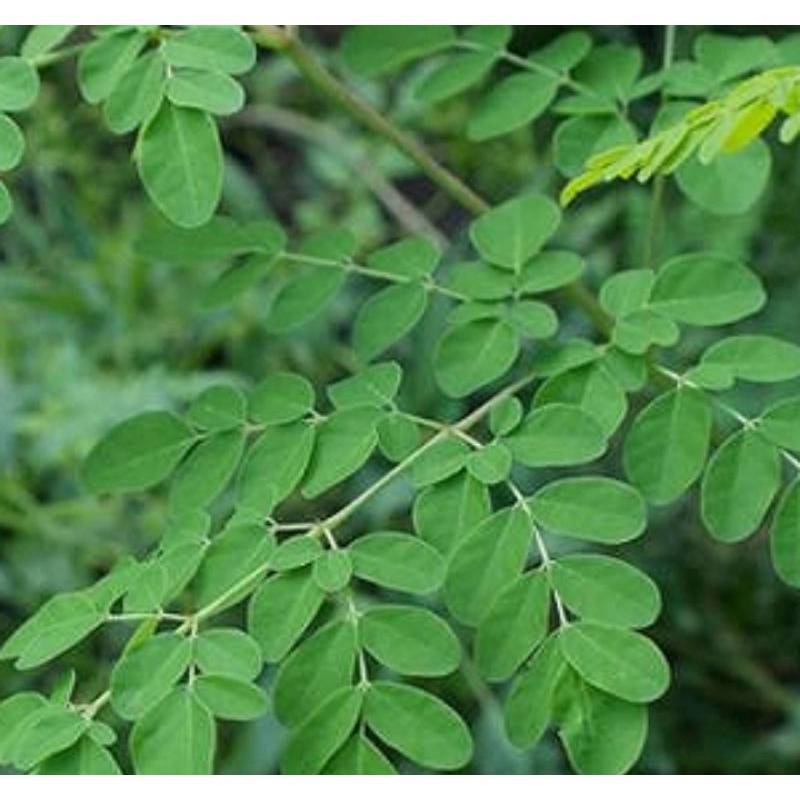 

daun kelor segar 100 gram