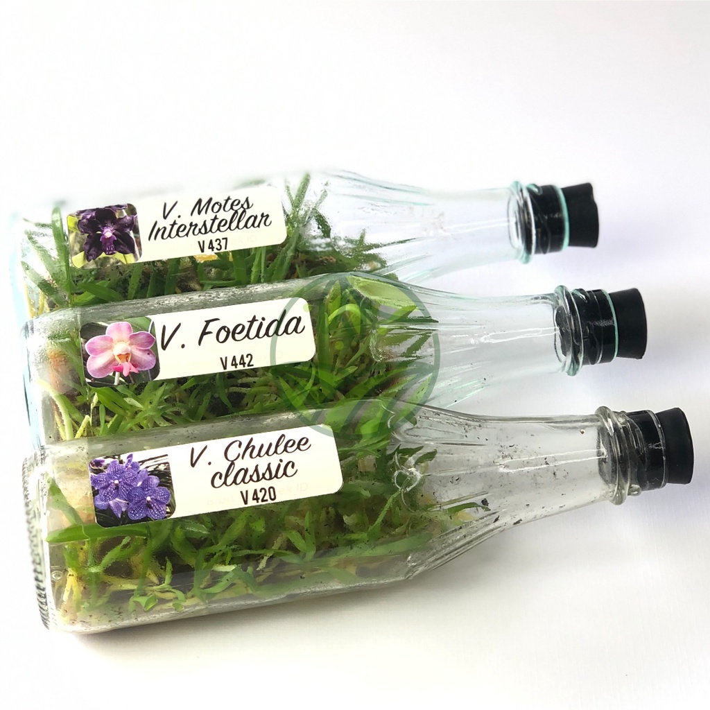 Benih Bibit Anggrek Vanda Botolan Umur 15 Bulan Isi 28-30 Plant Anggrek Botol
