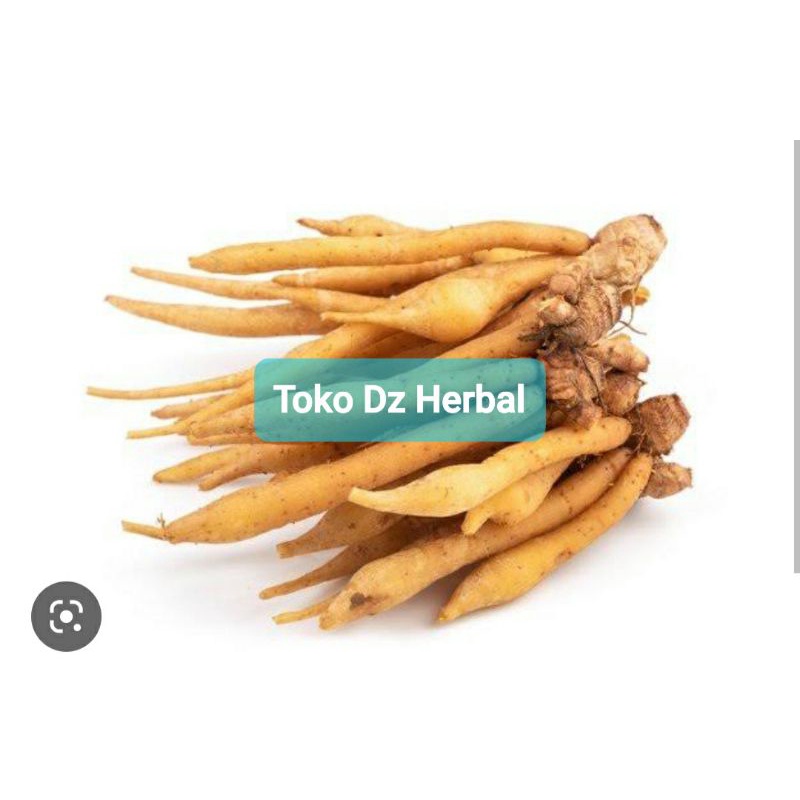 

Temu kunci rimpang temu kunci segar 500 gram-az