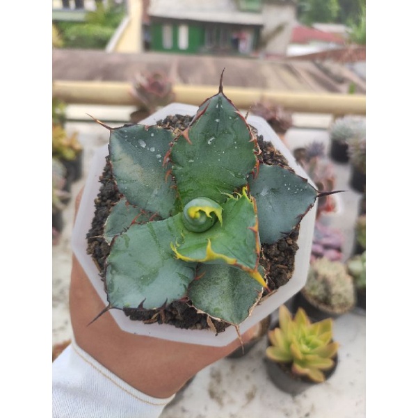 agave titanota blue ball