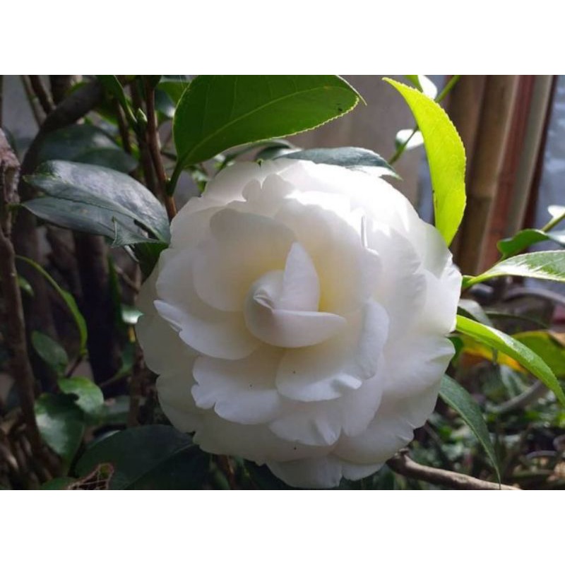 bibit bunga camelia putih - tanaman hias camelia putih - bunga camelia