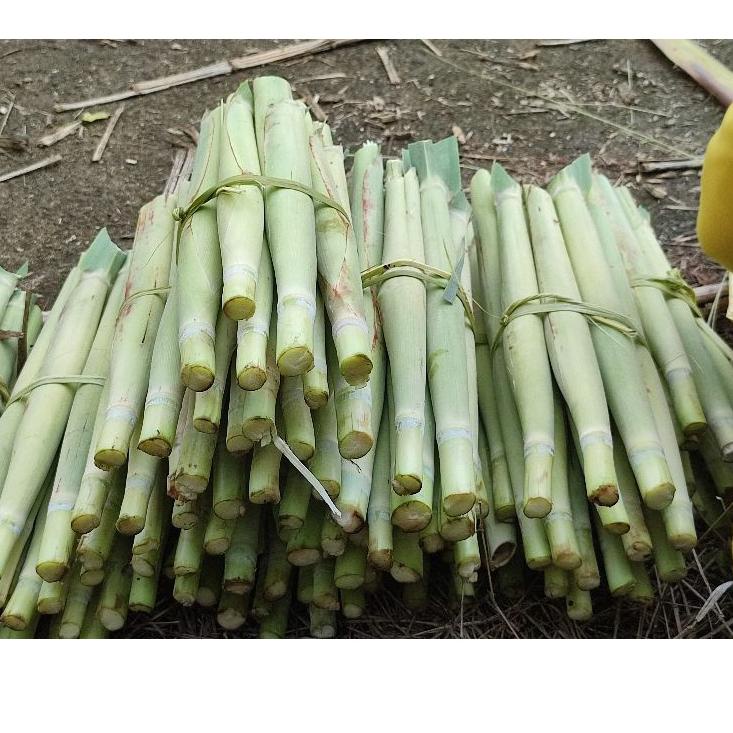 

FMXH Terubuk / Tebu telur Murah Berat1Kg Promo Awal Tahun