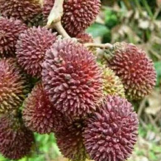 

SALE✅paket 5 rambutan rafiah|SQ5