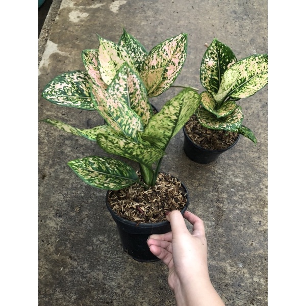 aglaonema ruby orange lokal jumbo