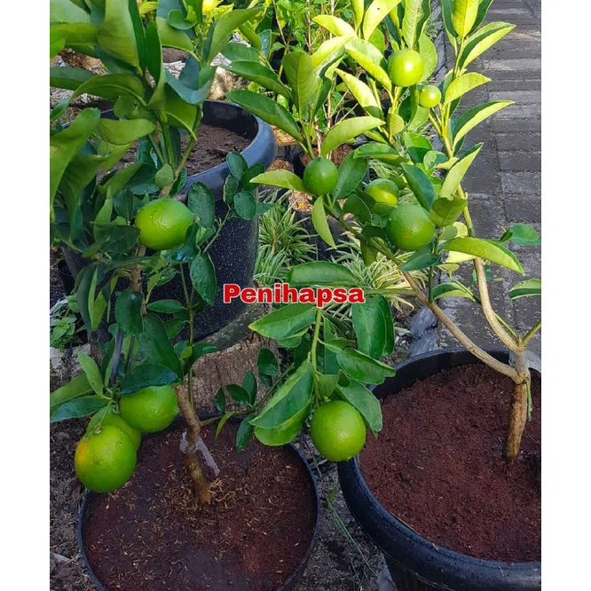 Bibit Jeruk Nipis Sudah Berbuah Super Cangkok