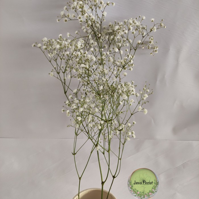 Bunga Bunga Baby Breath Fresh