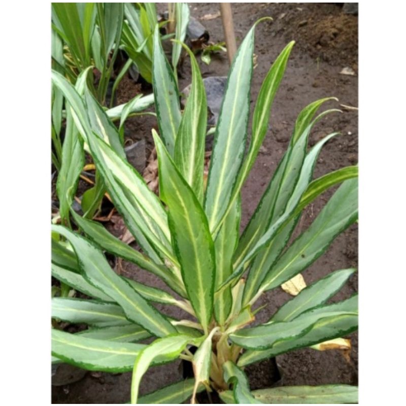 Aglonema Blanceng bulu ayam murah rimbun