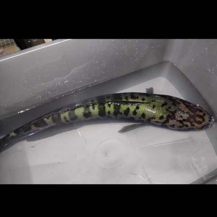 

Ikan Gabus Toman 81-83Cm Ready Stok