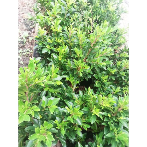 Bibit ficus beringin  ELEGAN