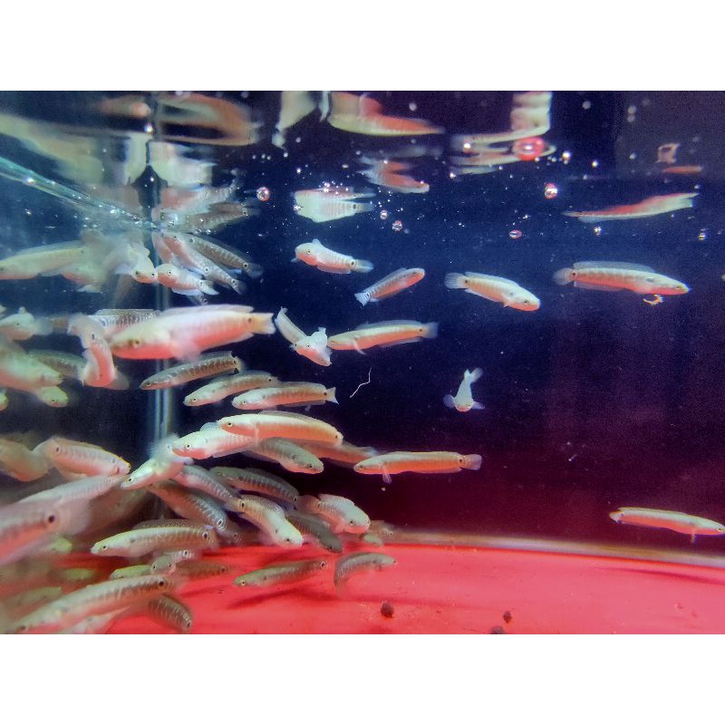 ASIATIKA WS PURE 6-7CM KUALITAS