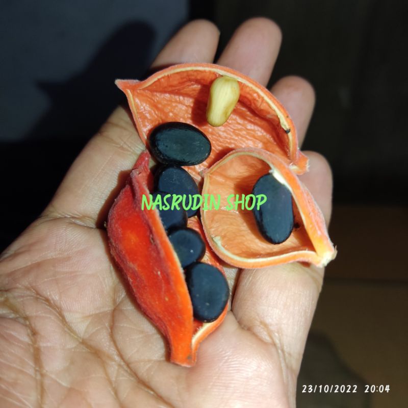 

[Fresh] BIBIT BIJI BERANGAN CINA 5 BIJI Sterculia monosperma