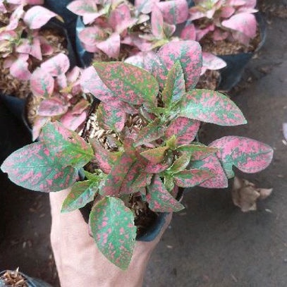 PROMO tanaman hias hypoestes merah / tanaman hypoestes merah murah